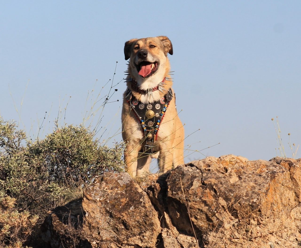 Çocuğu gibi baktığı köpeğinin cesedini parçalanmış halde buldu! 3