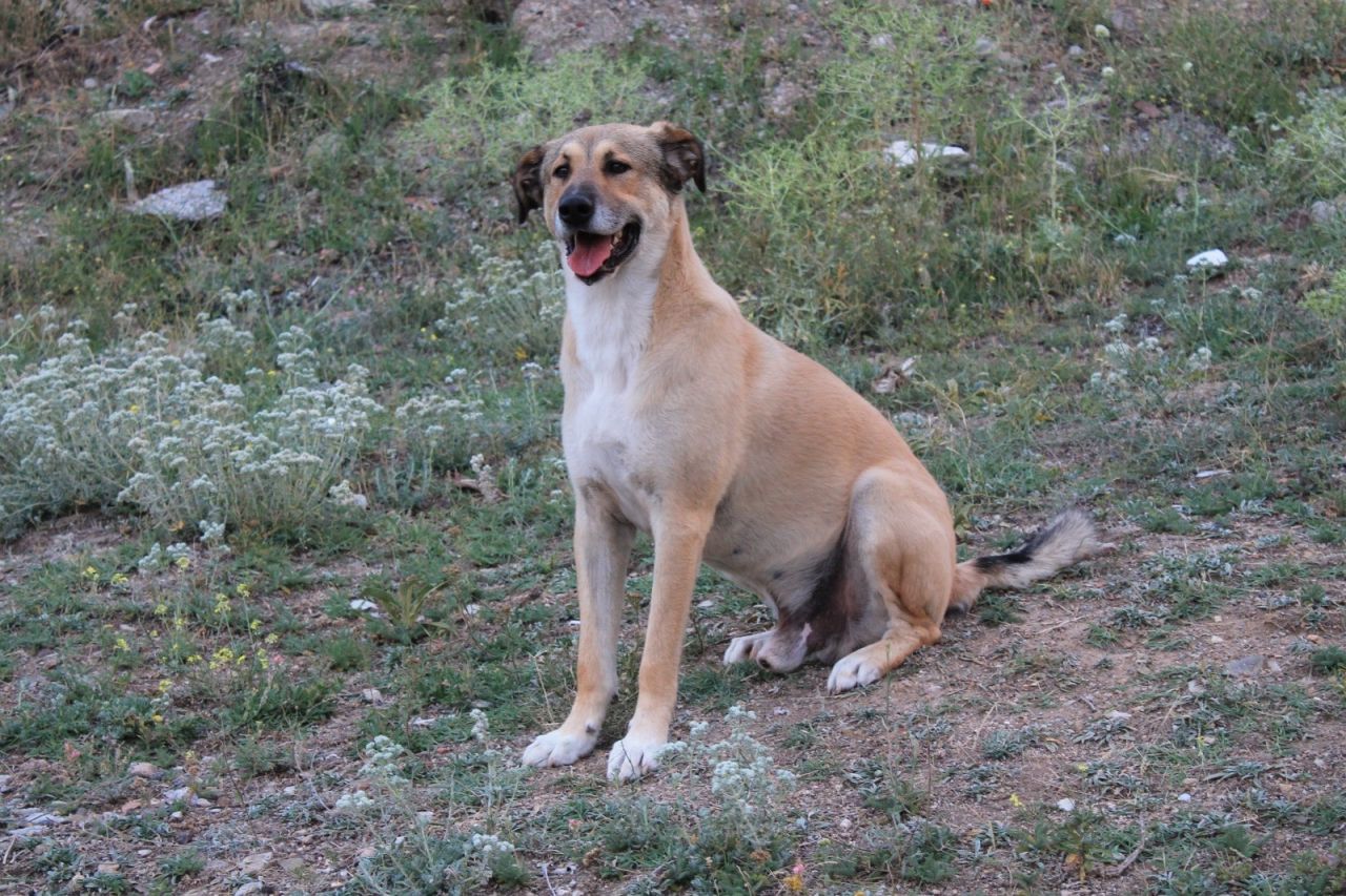 Çocuğu gibi baktığı köpeğinin cesedini parçalanmış halde buldu! 5