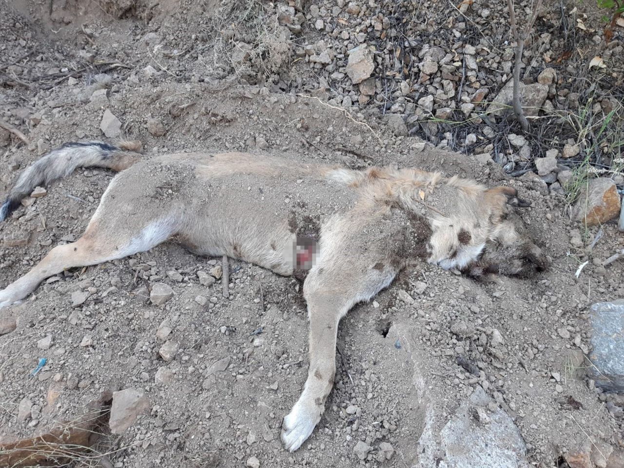 Çocuğu gibi baktığı köpeğinin cesedini parçalanmış halde buldu! 6