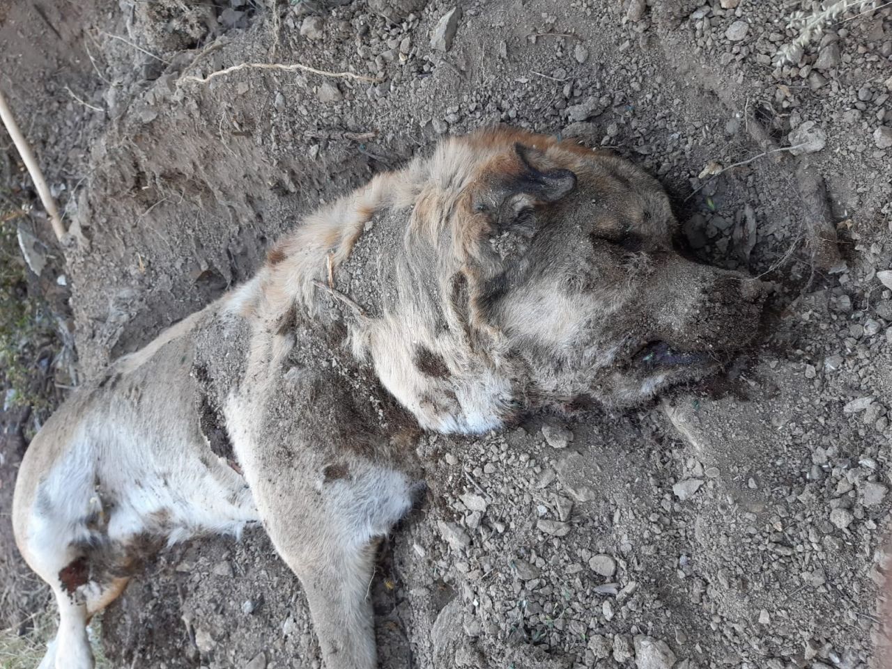 Çocuğu gibi baktığı köpeğinin cesedini parçalanmış halde buldu! 7