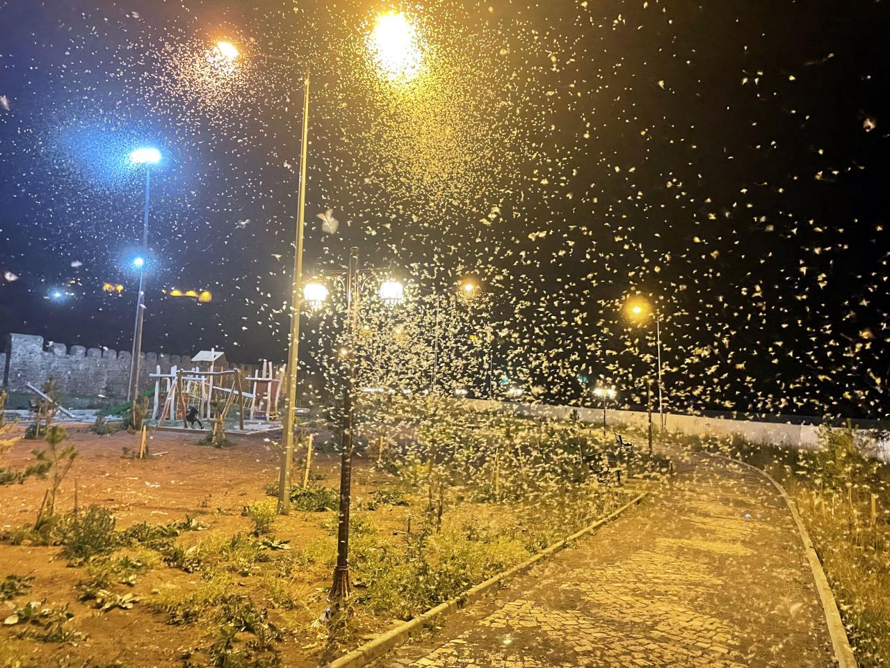 Ardahan'da vatandaşlar mayıs sineklerinin ölüm uçuşunu izledi 5