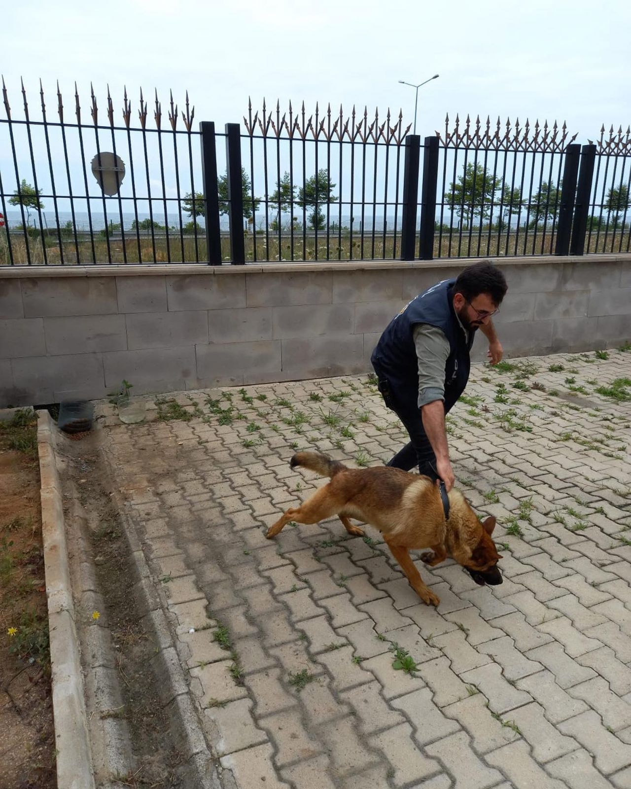 Trabzon'da ilginç olay: Bekçiyi ısıran köpek gözaltına alındı! 4