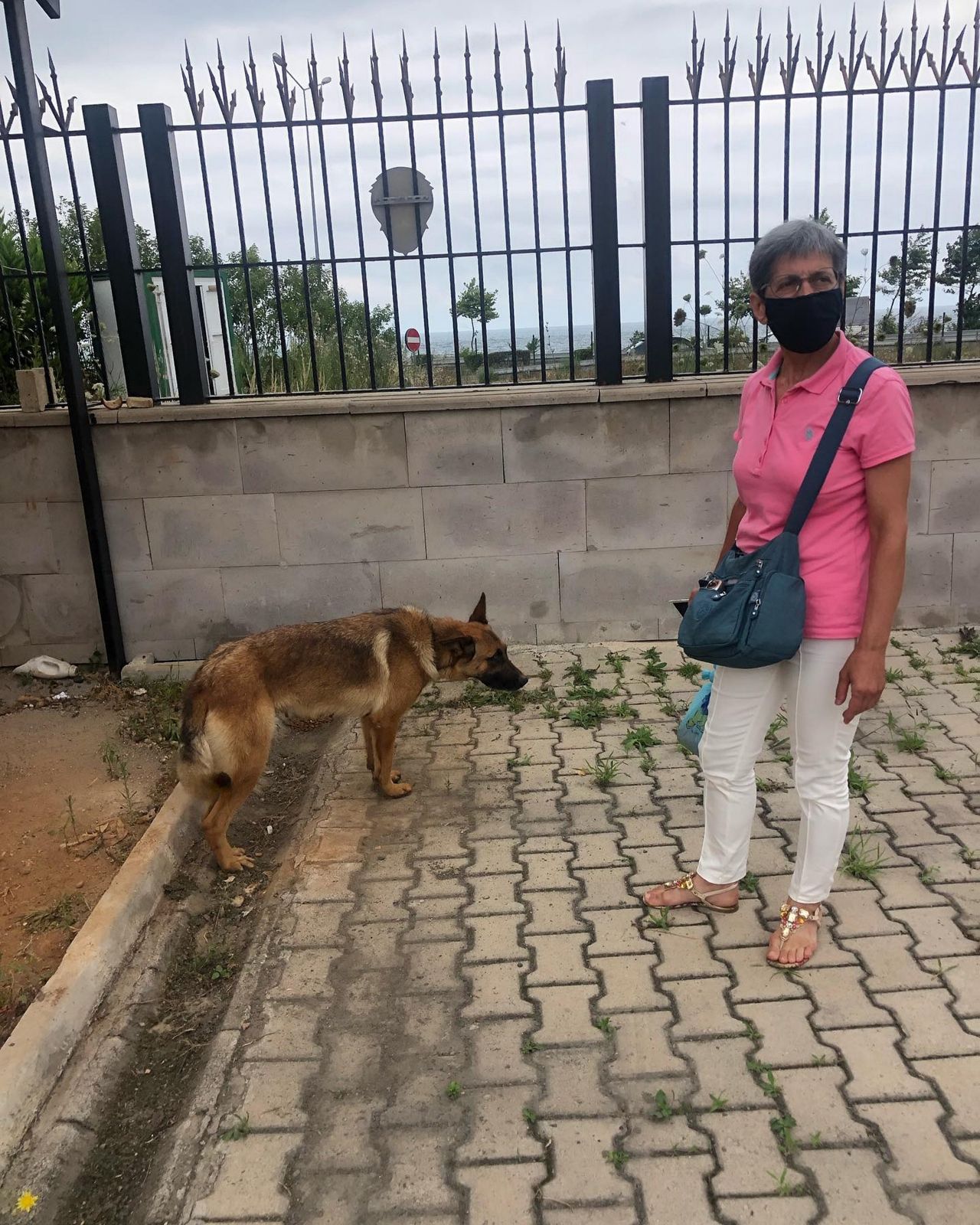 Trabzon'da ilginç olay: Bekçiyi ısıran köpek gözaltına alındı! 5