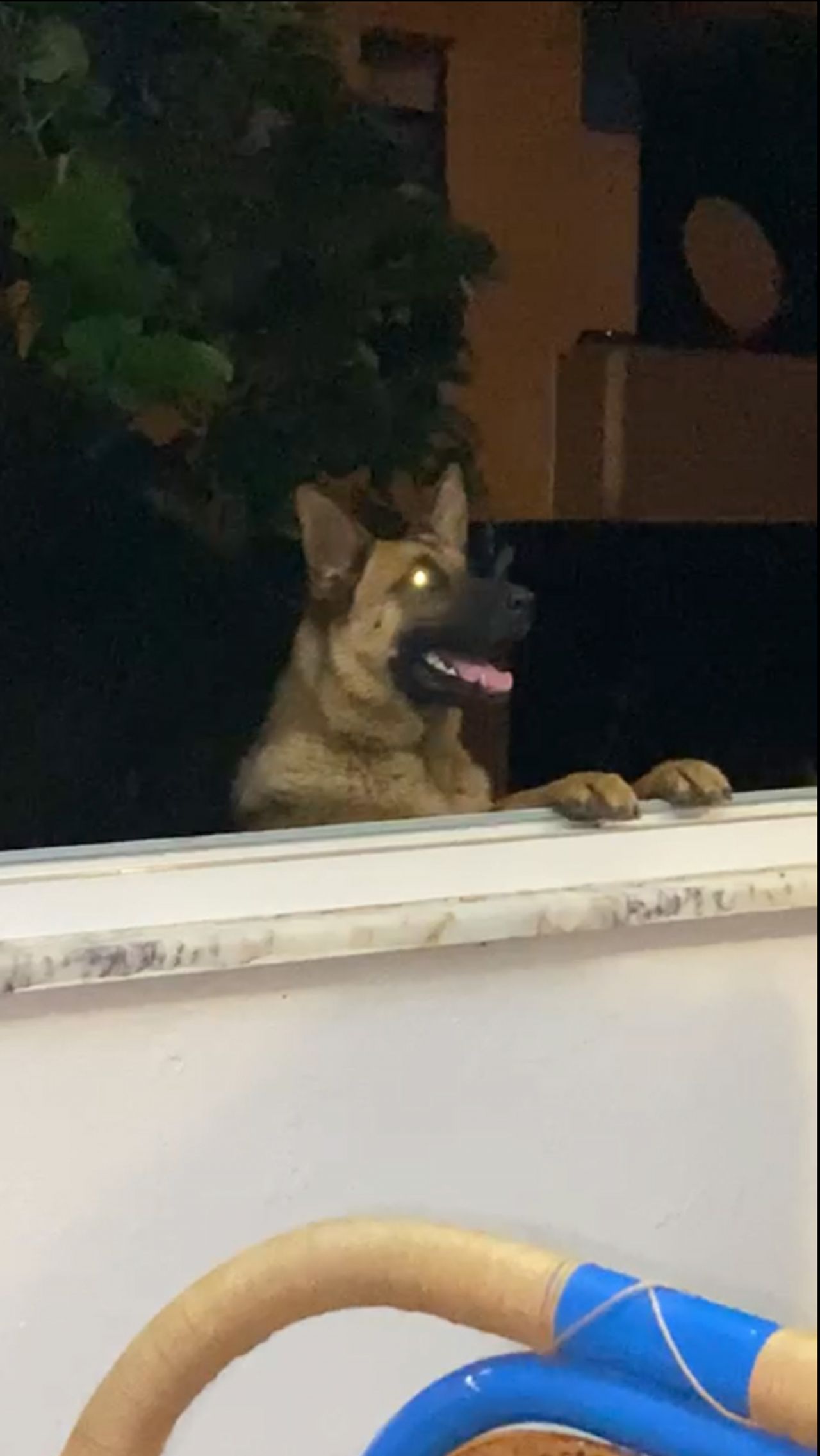 Trabzon'da ilginç olay: Bekçiyi ısıran köpek gözaltına alındı! 2