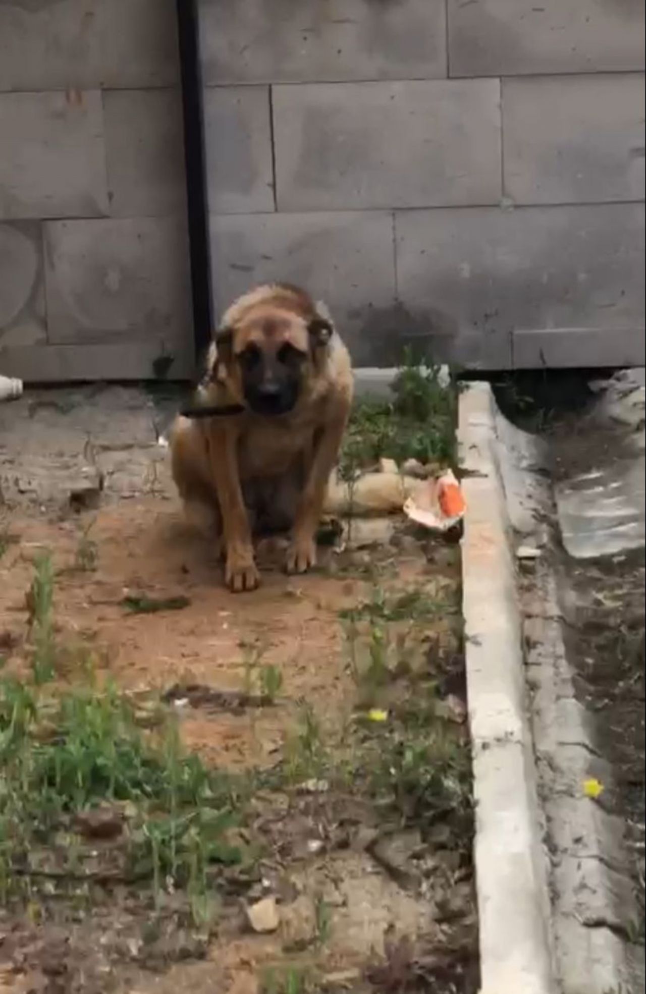 Trabzon'da ilginç olay: Bekçiyi ısıran köpek gözaltına alındı! 1
