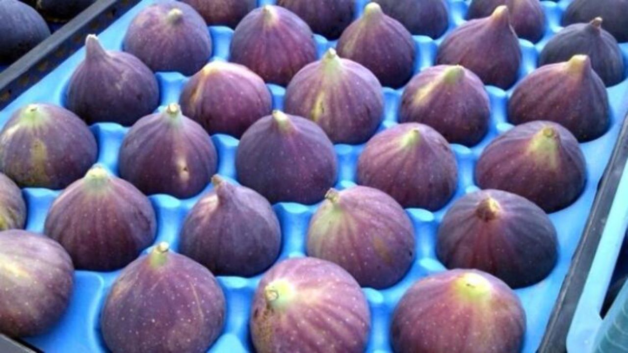 İngiltere Kraliyet Ailesi’nin en sevdiği ve sadece Bursa’da yetişen meyvenin hasat dönemi başladı! 2