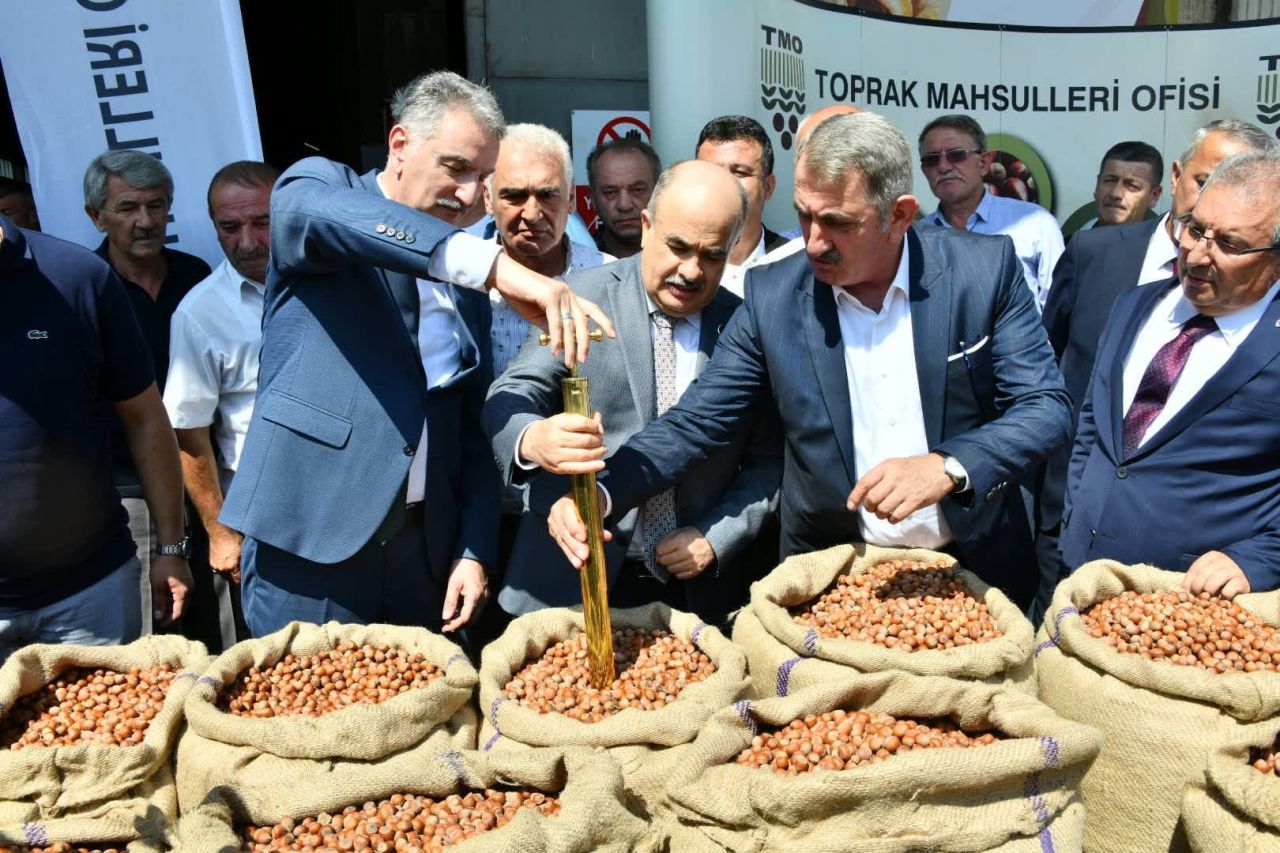 Samsun’da sezonun ilk fındığı Toprak Mahsulleri Ofisi'ne kilosu 56 liradan satıldı 1