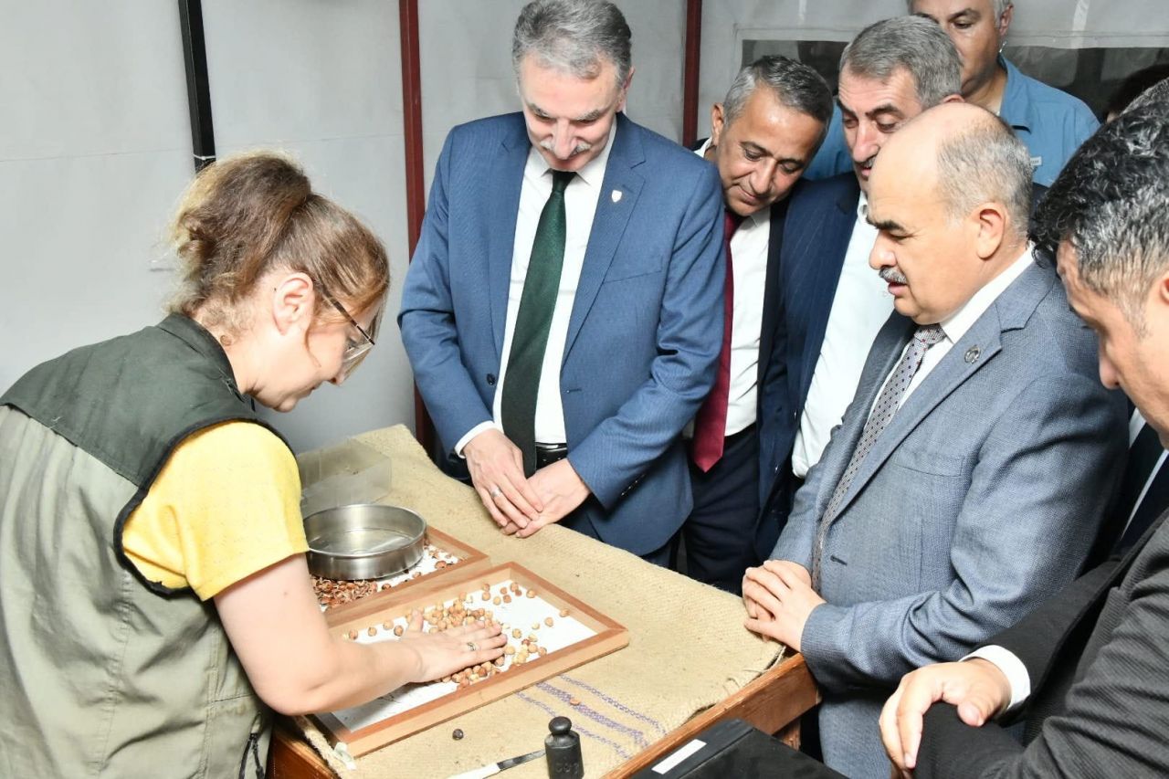 Samsun’da sezonun ilk fındığı Toprak Mahsulleri Ofisi'ne kilosu 56 liradan satıldı 5