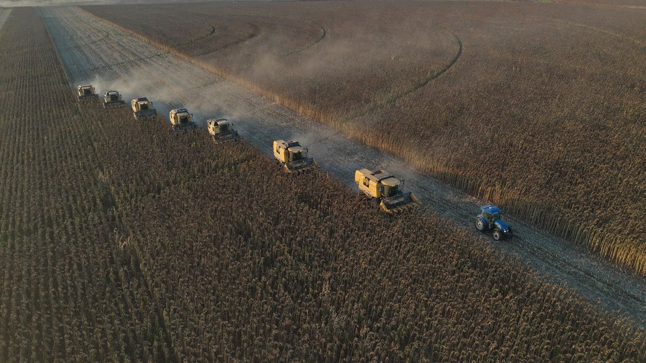 Şanlıurfa’da 64 bin dekar alanda hasadı yapılan ayçiçeğinden 16 bin ton verim bekleniyor 3