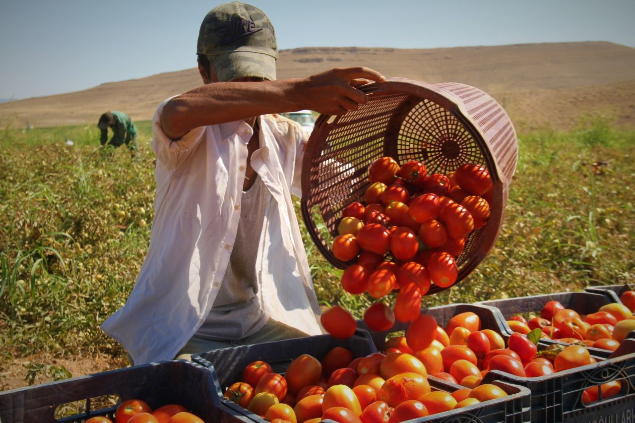 Elazığ'da domatesin tarla fiyatı ile market fiyatı arasındaki uçurum üreticileri rahatsız ediyor 3