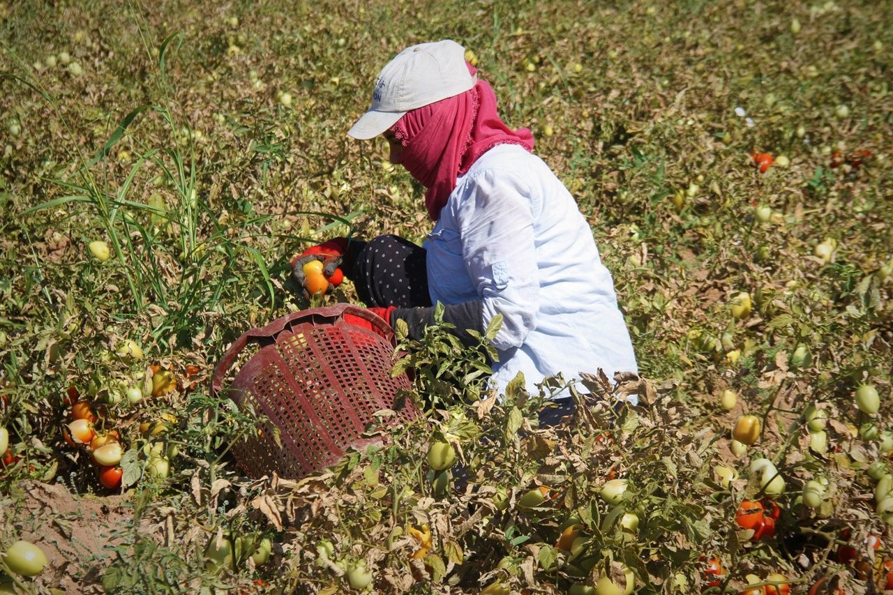 Elazığ'da domatesin tarla fiyatı ile market fiyatı arasındaki uçurum üreticileri rahatsız ediyor 4