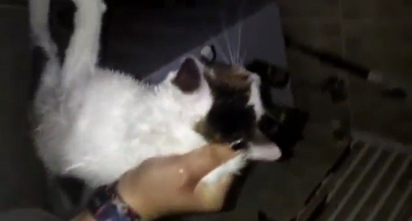 Evinde beslediği kediyi boğmaya çalıştı 2