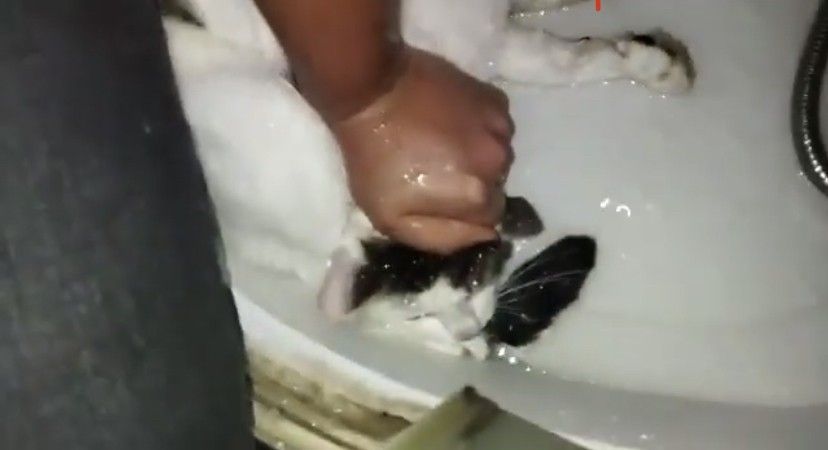 Evinde beslediği kediyi boğmaya çalıştı 3