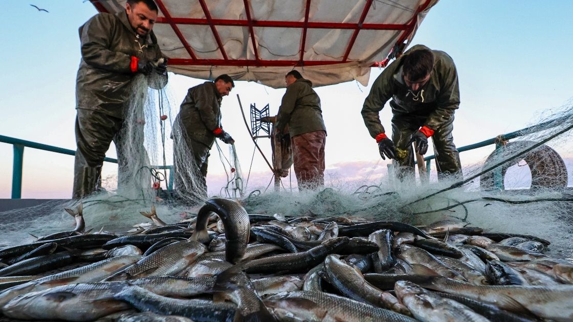 Balıkçılara müjde! Su Ürünleri Av Sezonu, Bakan Kirişçi ve balıkçılar eşliğinde 1 Eylül’de Sarıyer’de açılıyor 6