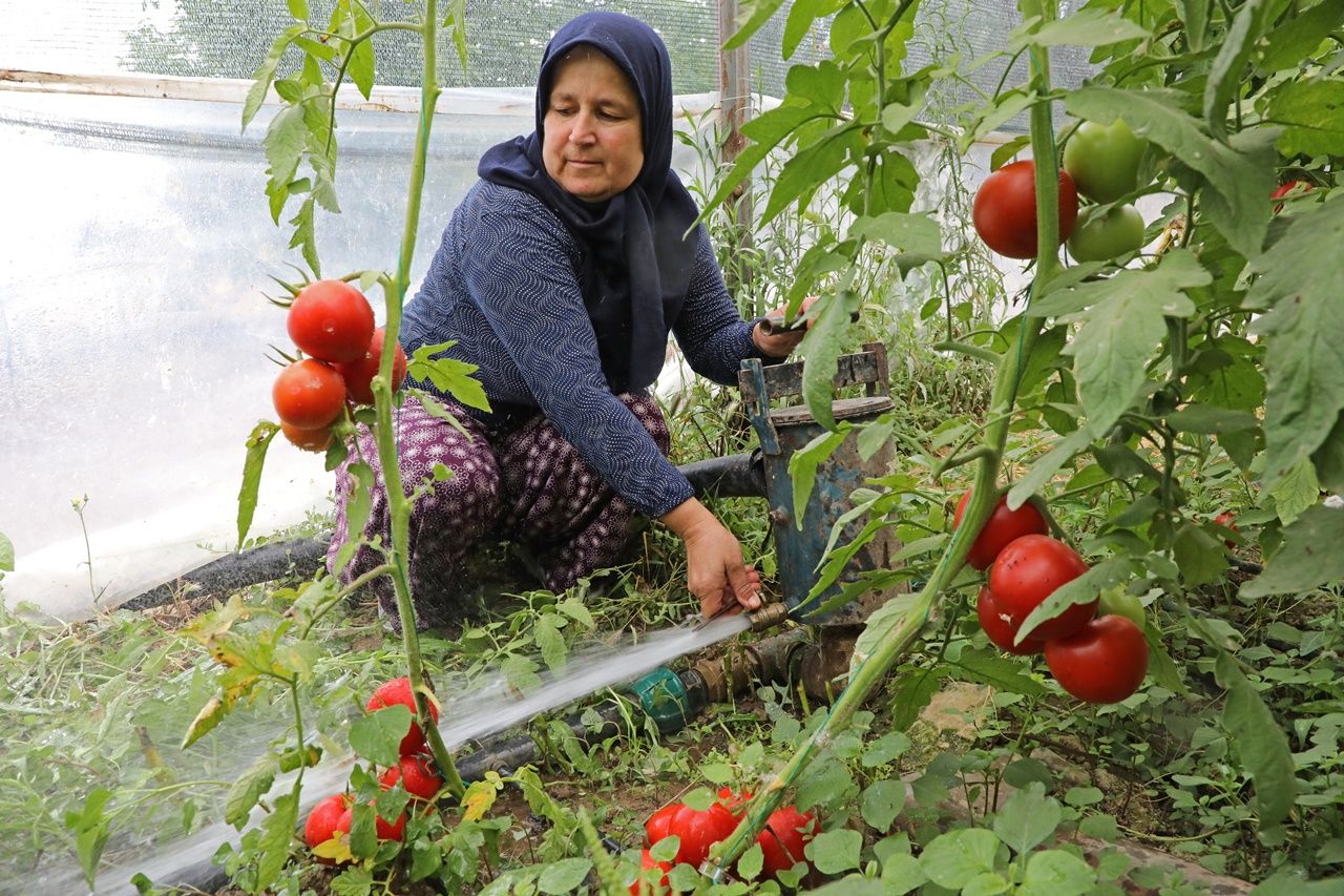 Antalya Büyükşehir Belediyesi tarafından yapılan sulama tesisi ile 5 bin dekar alanda tarımsal faaliyetler başladı 1