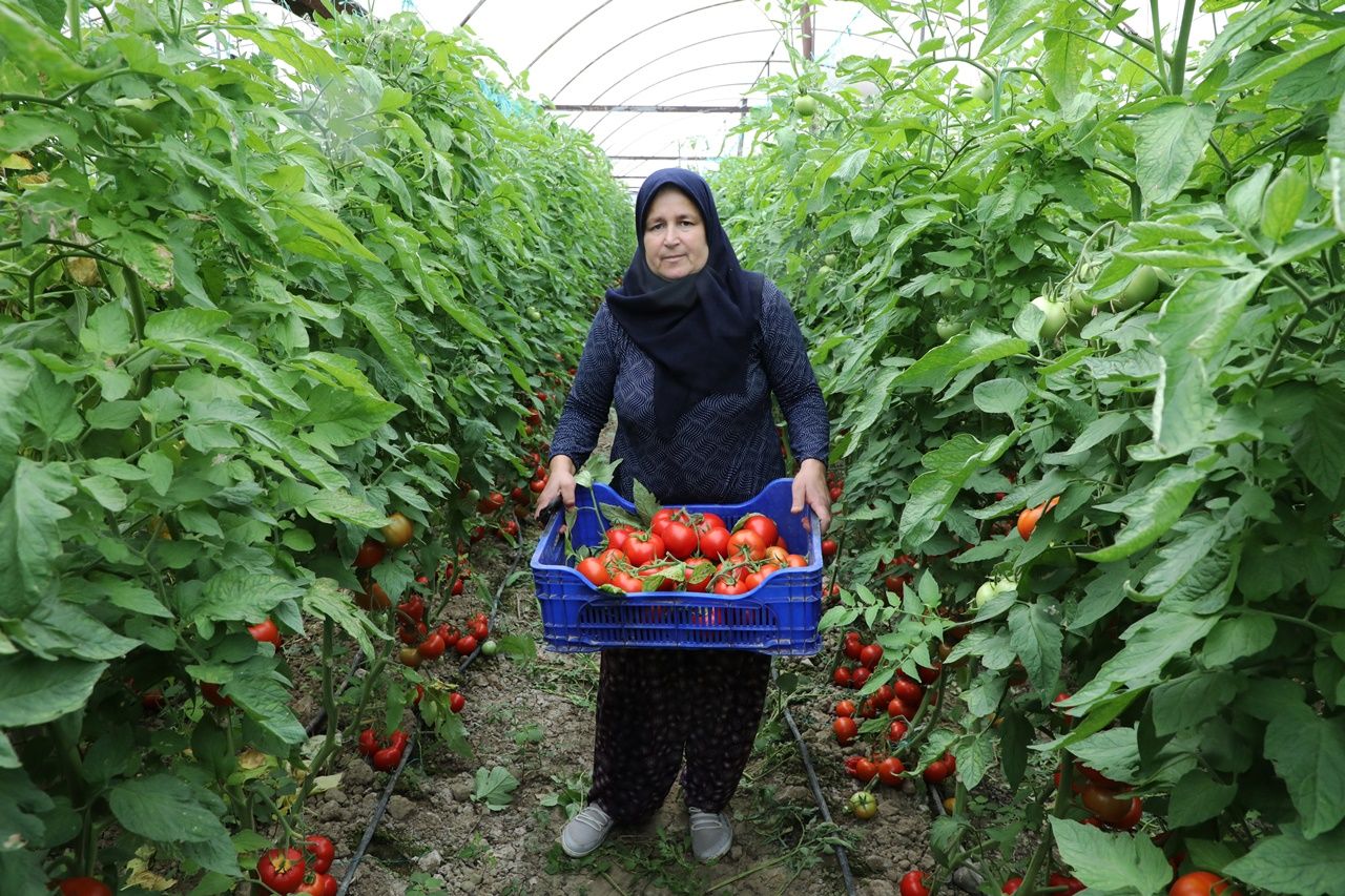 Antalya Büyükşehir Belediyesi tarafından yapılan sulama tesisi ile 5 bin dekar alanda tarımsal faaliyetler başladı 2