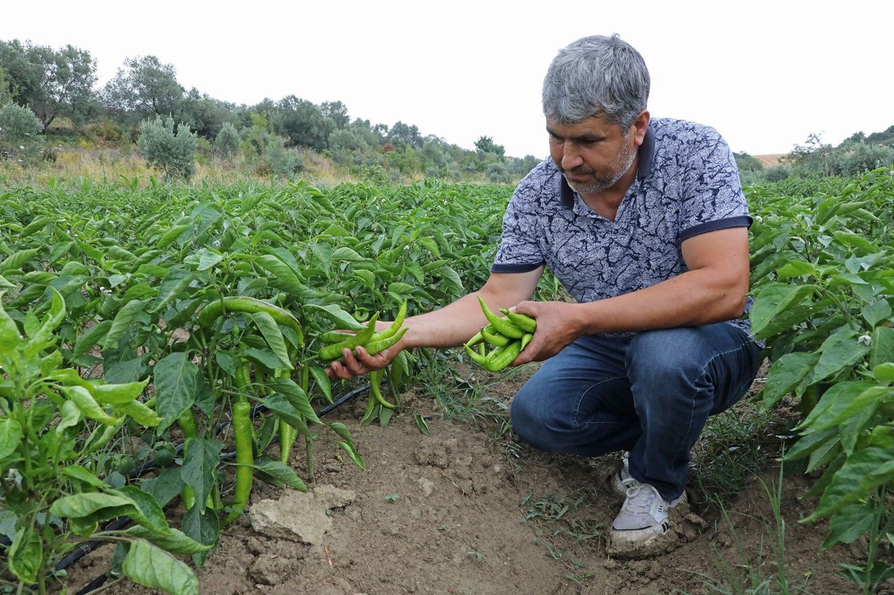 Antalya Büyükşehir Belediyesi tarafından yapılan sulama tesisi ile 5 bin dekar alanda tarımsal faaliyetler başladı 3