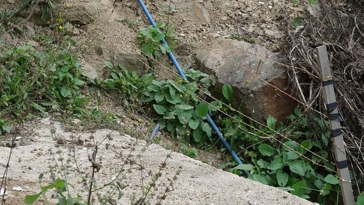 Prof. Dr. Mikdat Kadıoğlu Maçka'daki dağ evine dadanan boz ayıyı teleskop-dürbünle takibe aldı 9