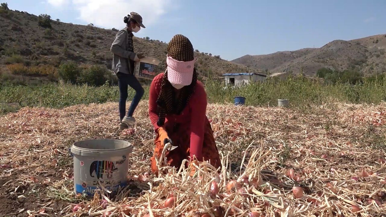 Kırıkkale'de yetişen kılıçlar soğanı, verimi ve fiyatıyla çiftçilerin yüzünü güldürüyor 1