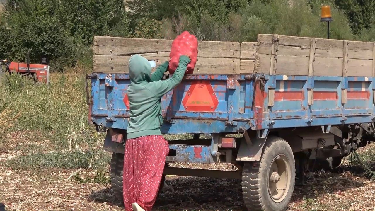 Kırıkkale'de yetişen kılıçlar soğanı, verimi ve fiyatıyla çiftçilerin yüzünü güldürüyor 2