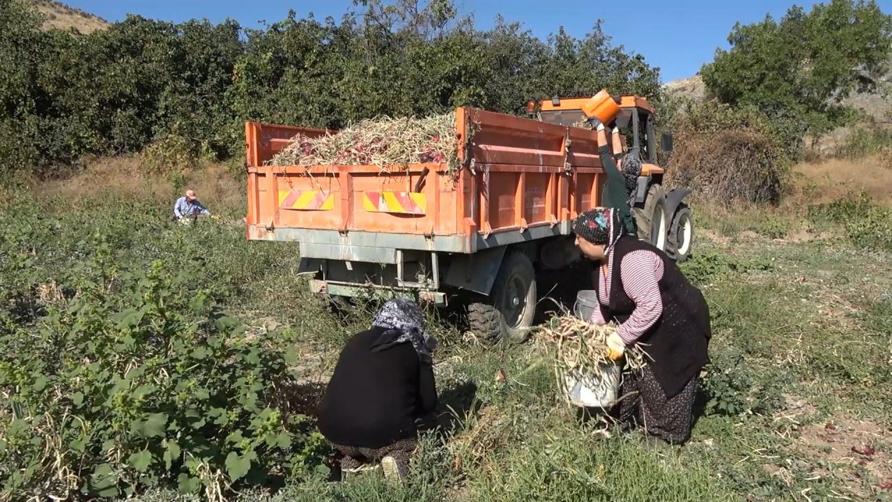 Kırıkkale'de yetişen kılıçlar soğanı, verimi ve fiyatıyla çiftçilerin yüzünü güldürüyor 3
