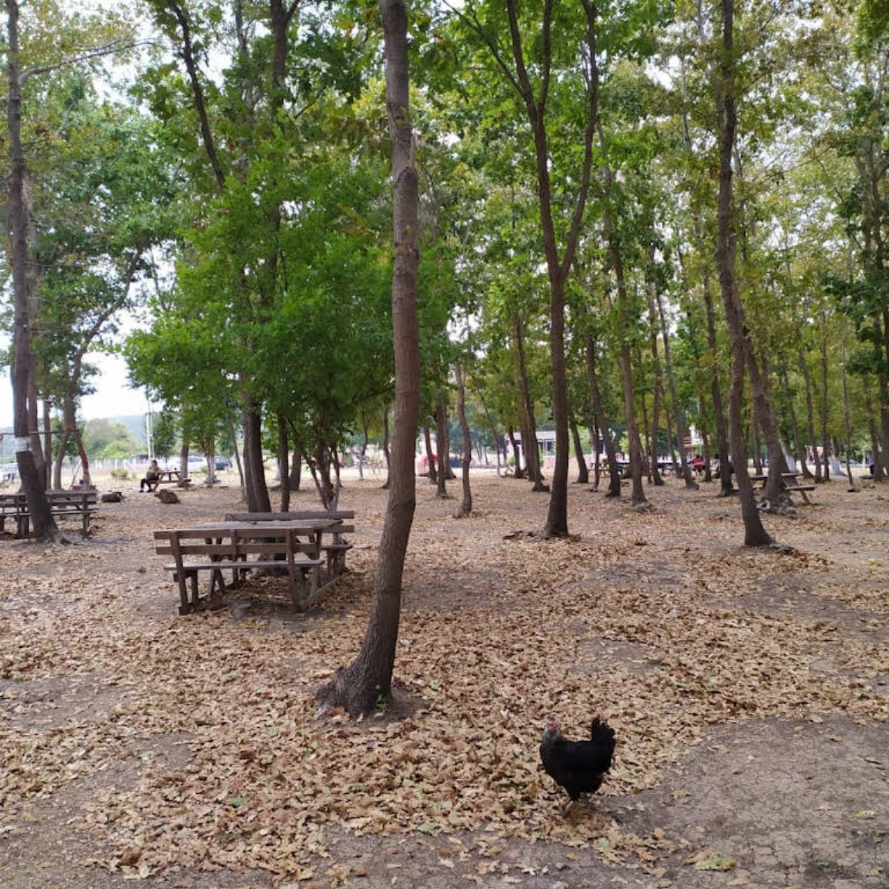 Çatalca piknik alanları! Çatalca’da en iyi piknik alanları neresidir? 2