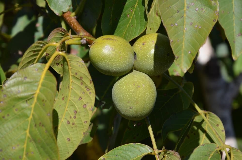 Çorum’da hasadı başlayan cevizin dolu yağışı nedeniyle rekoltesinde düşüş oldu! 2