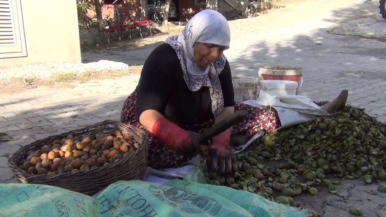 Çorum’da hasadı başlayan cevizin dolu yağışı nedeniyle rekoltesinde düşüş oldu! 3