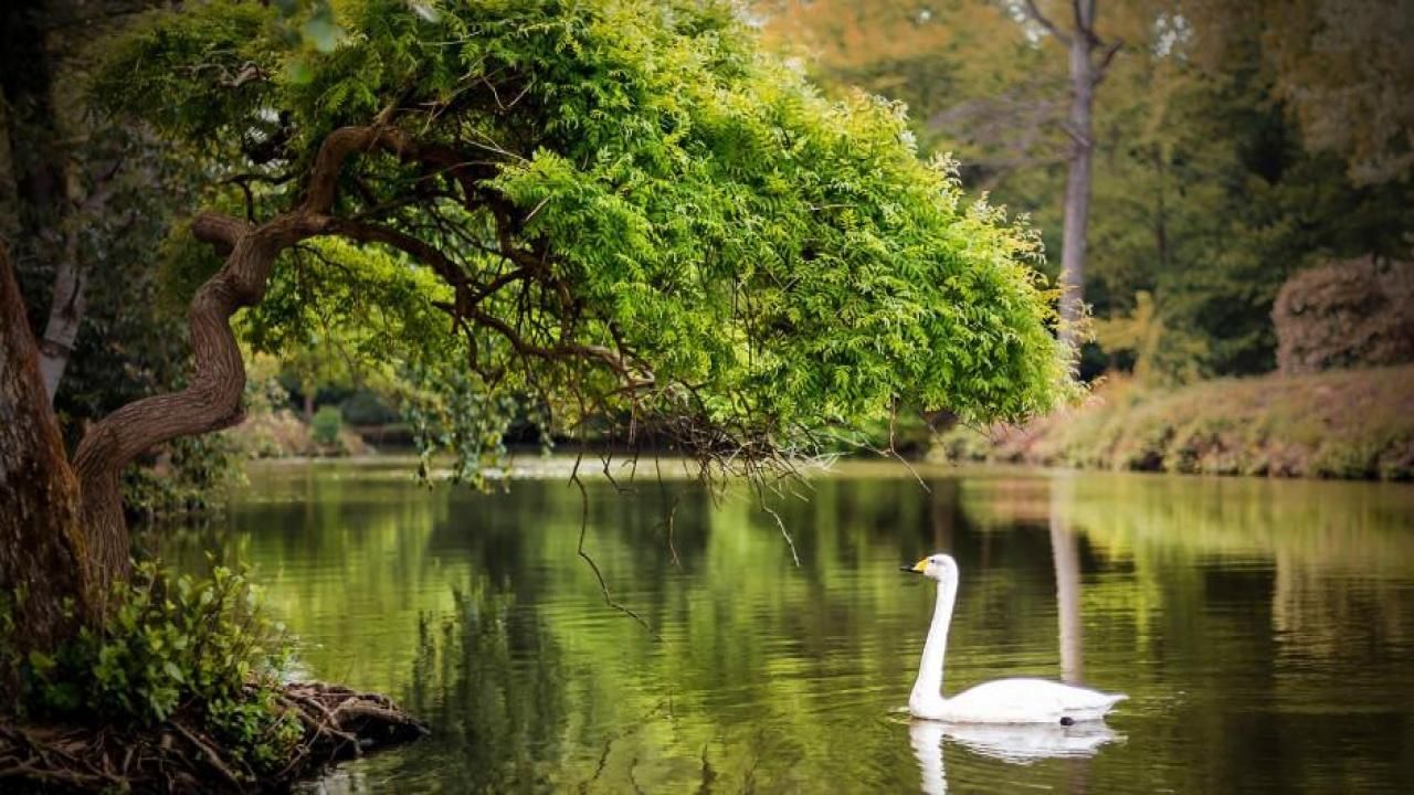 Sonbahar’ın en güzel renkleri: Atatürk Arboretumu 5
