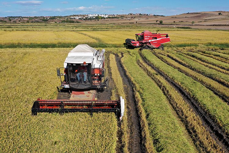 Tarım ve Orman Bakanlığı’nın desteğiyle Türkiye’de çeltik üretimi 1 milyon tona ulaştı 6