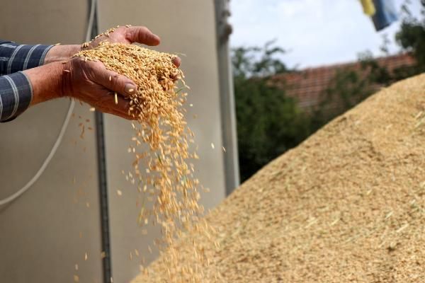 Tarım ve Orman Bakanlığı’nın desteğiyle Türkiye’de çeltik üretimi 1 milyon tona ulaştı 3
