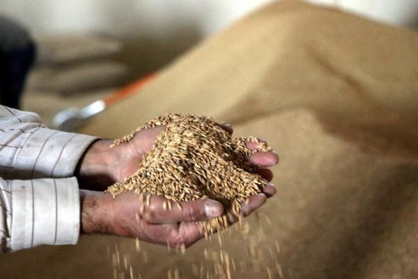 Tarım ve Orman Bakanlığı’nın desteğiyle Türkiye’de çeltik üretimi 1 milyon tona ulaştı 1