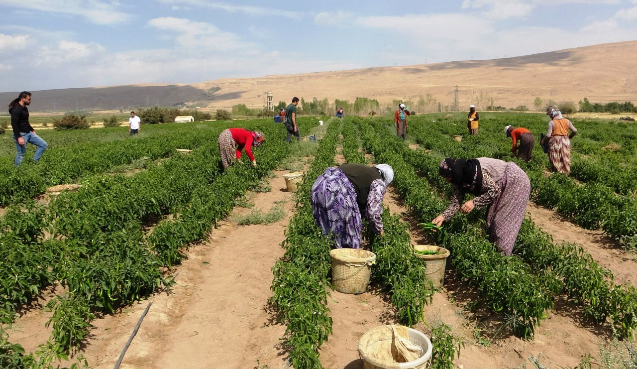 Çiftçiler, Van’da ‘sabit halk pazarı’ kurulmasını istiyor 1
