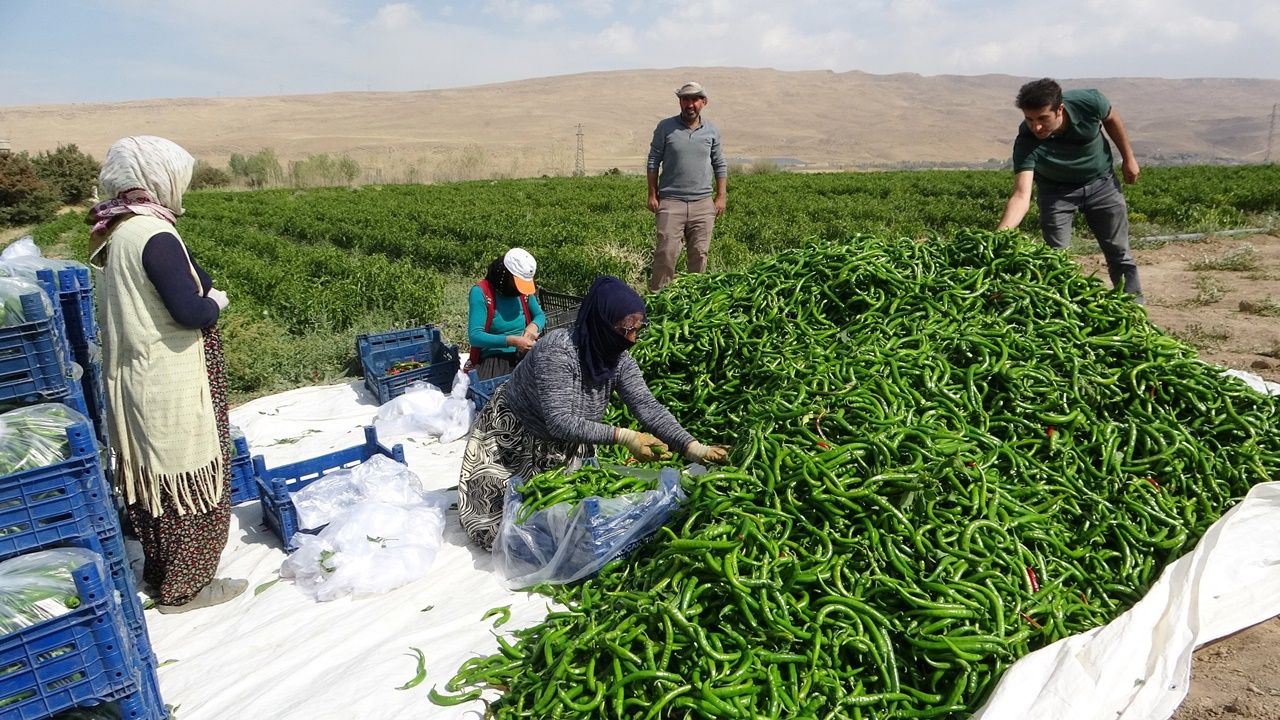 Çiftçiler, Van’da ‘sabit halk pazarı’ kurulmasını istiyor 4