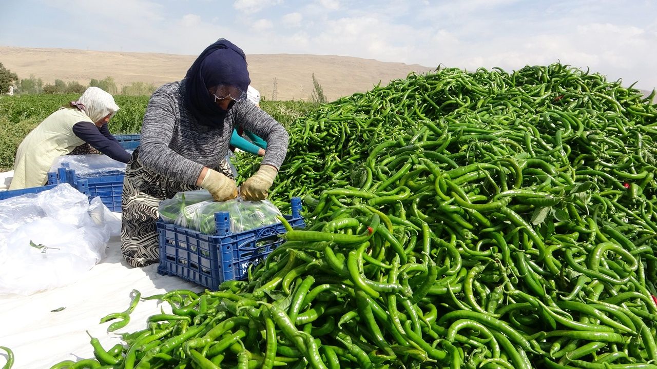 Çiftçiler, Van’da ‘sabit halk pazarı’ kurulmasını istiyor 5