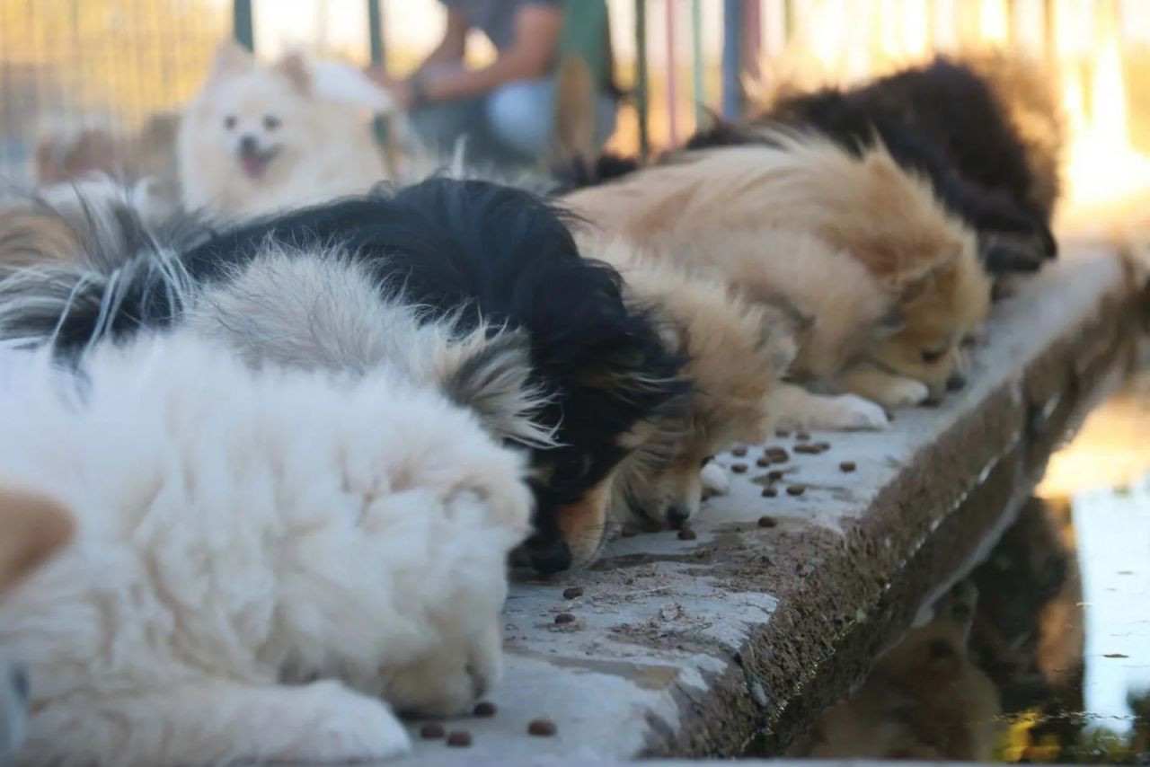 Diyarbakır’da bir girişimcinin ‘Pomeranian’ sevdası 2 milyon liralık servete dönüştü 3