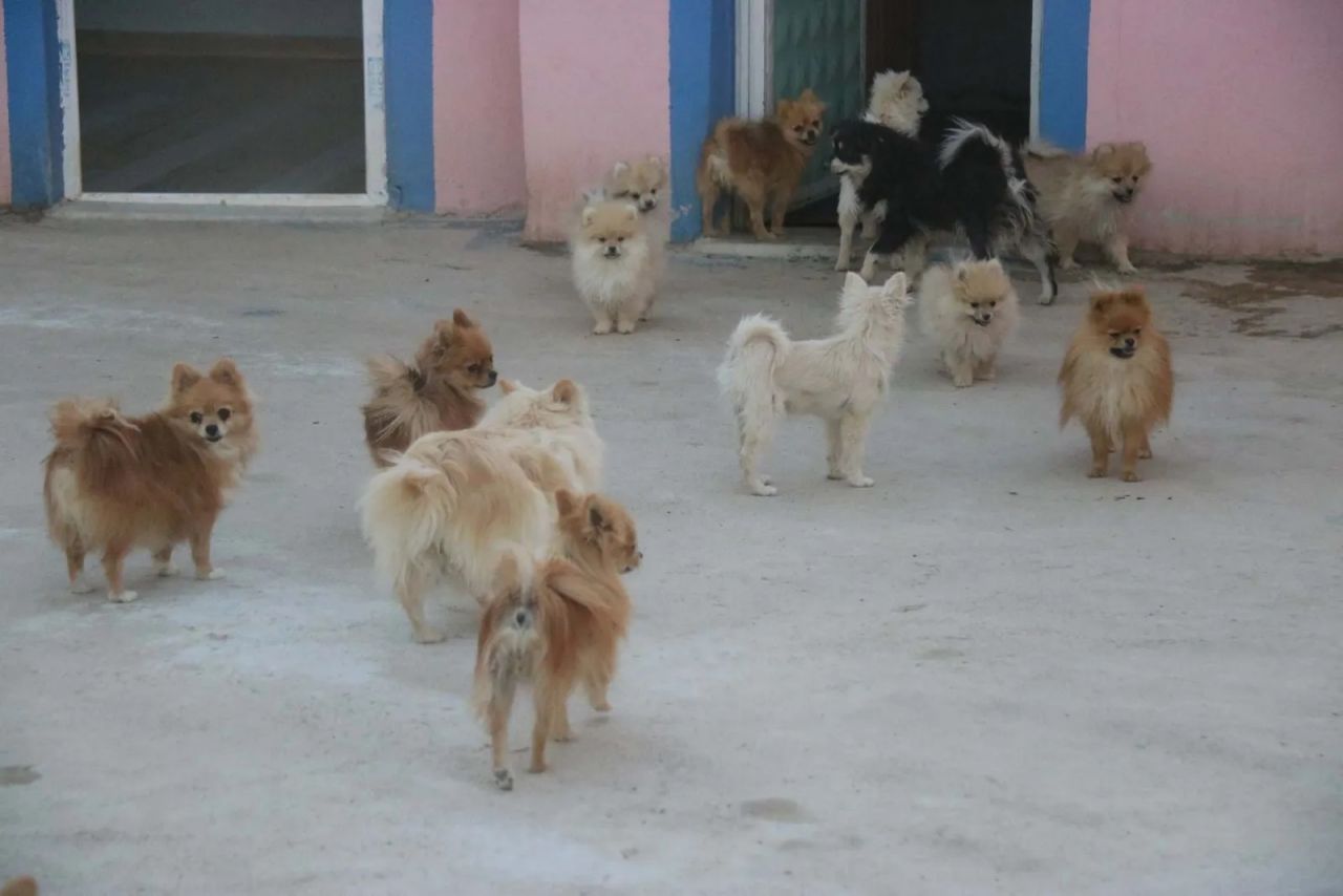 Diyarbakır’da bir girişimcinin ‘Pomeranian’ sevdası 2 milyon liralık servete dönüştü 4