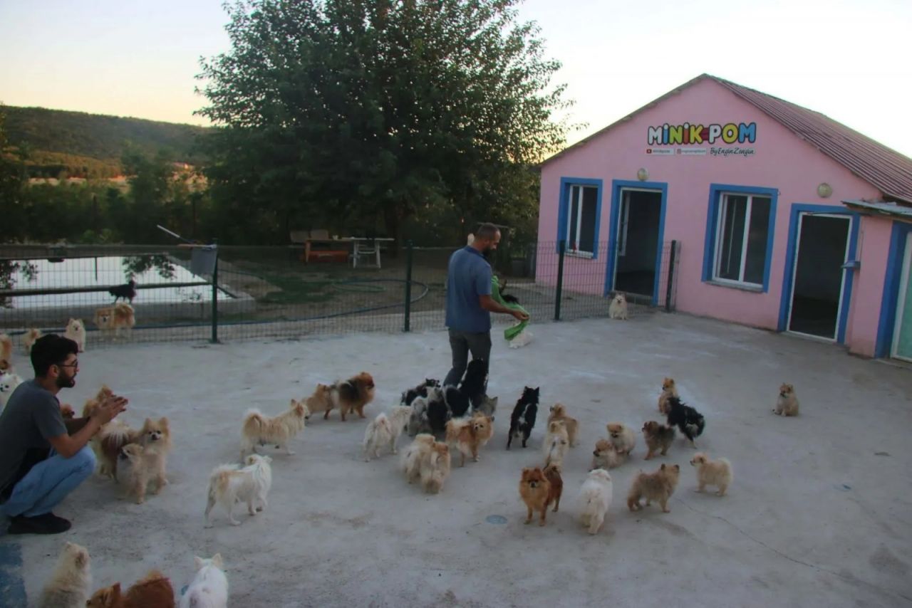 Diyarbakır’da bir girişimcinin ‘Pomeranian’ sevdası 2 milyon liralık servete dönüştü 5