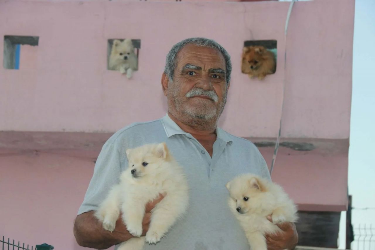 Diyarbakır’da bir girişimcinin ‘Pomeranian’ sevdası 2 milyon liralık servete dönüştü 6