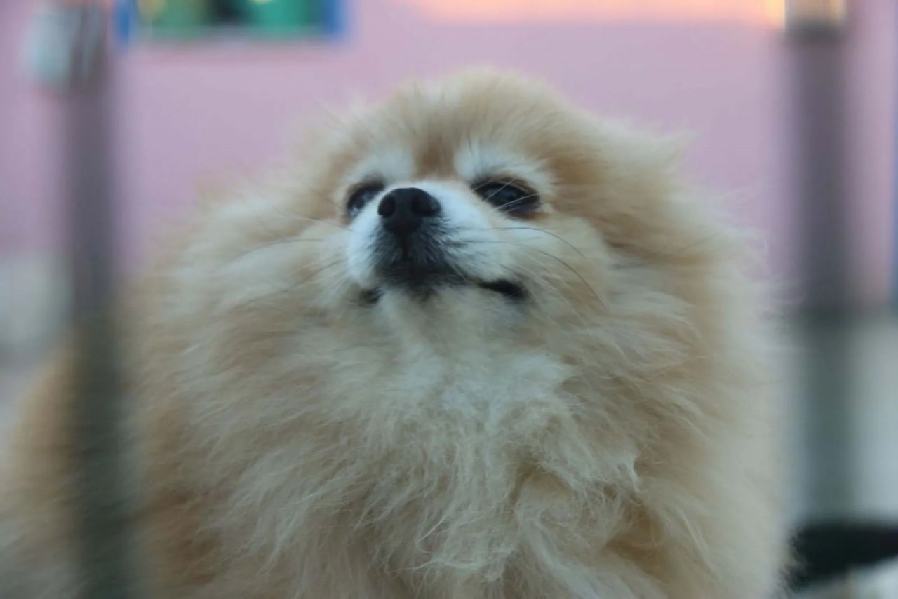 Diyarbakır’da bir girişimcinin ‘Pomeranian’ sevdası 2 milyon liralık servete dönüştü 7