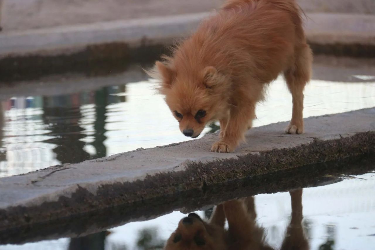 Diyarbakır’da bir girişimcinin ‘Pomeranian’ sevdası 2 milyon liralık servete dönüştü 8
