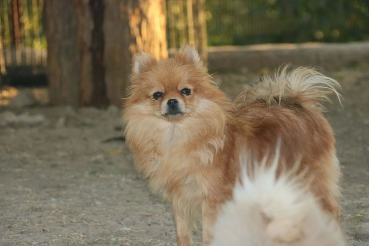 Diyarbakır’da bir girişimcinin ‘Pomeranian’ sevdası 2 milyon liralık servete dönüştü 9