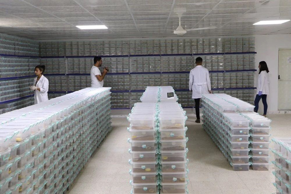 Yetiştirdiği hayvandan sağdığı sıvının litresi 10 milyon dolar! 1