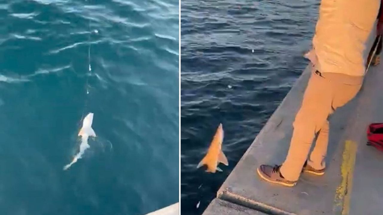 Beykoz'da ilginç anlar! Balık tutan vatandaşın oltasına köpek balığı takıldı! 1