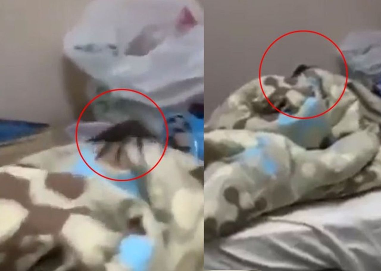 Küresel ısınma etkileri Türkiye’de kendini göstermeye başladı. Uzmanlar tropikal hastalıklara dikkat çekti 6