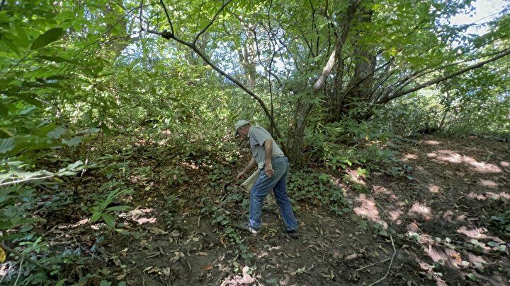 Kestane toplamak için ormana akın ettiler, metrelerce araç kuyruğu oluşturdular 1