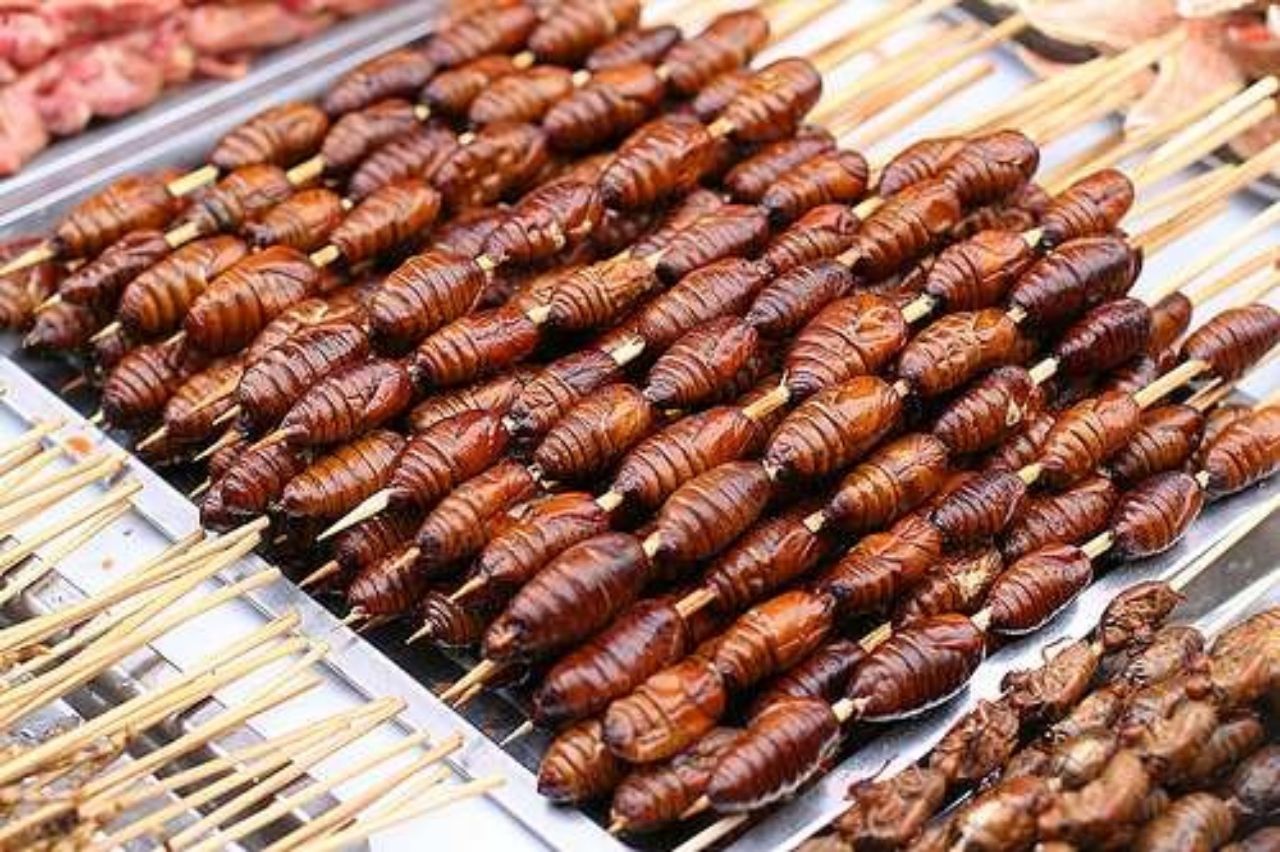 Tiksinmeyle başlayan tepkiler kusmaya gidebilir! Dünyanın en iğrenç yemekleri bu müzede 1