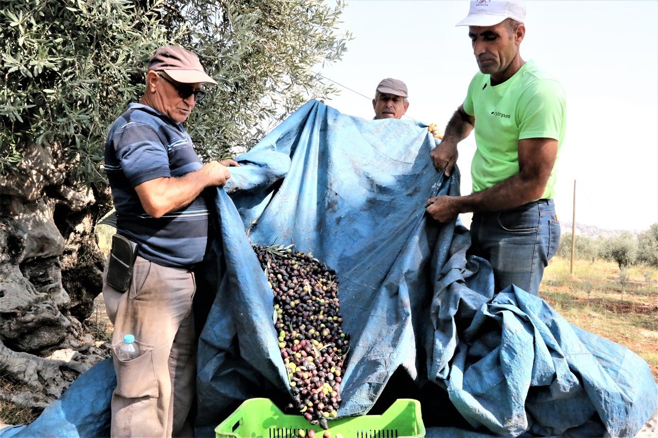 Çiftçiler bin 200 yıllık ağaçtan 35 kilo zeytin toplamayı hedefleniyor 3