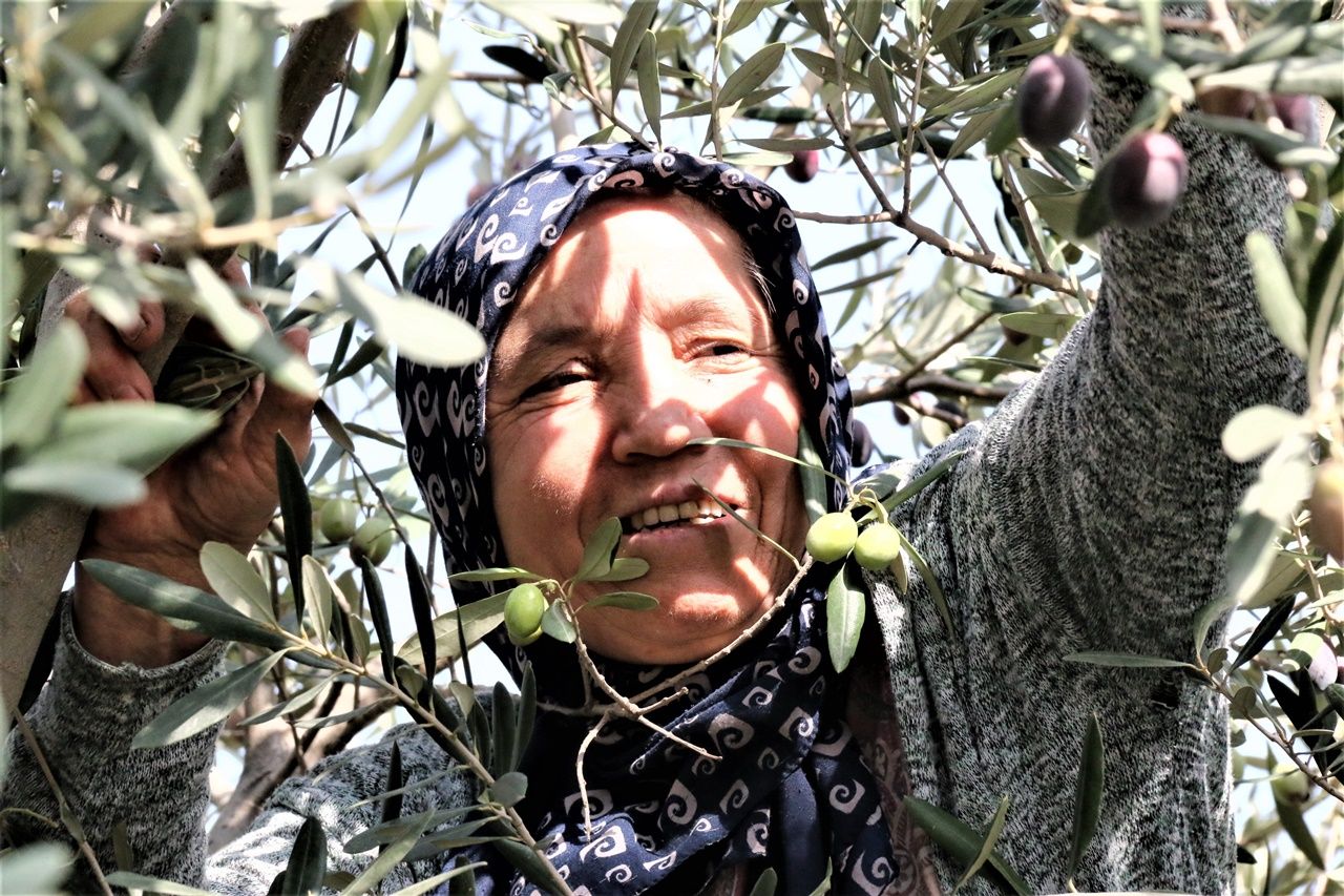 Çiftçiler bin 200 yıllık ağaçtan 35 kilo zeytin toplamayı hedefleniyor 1