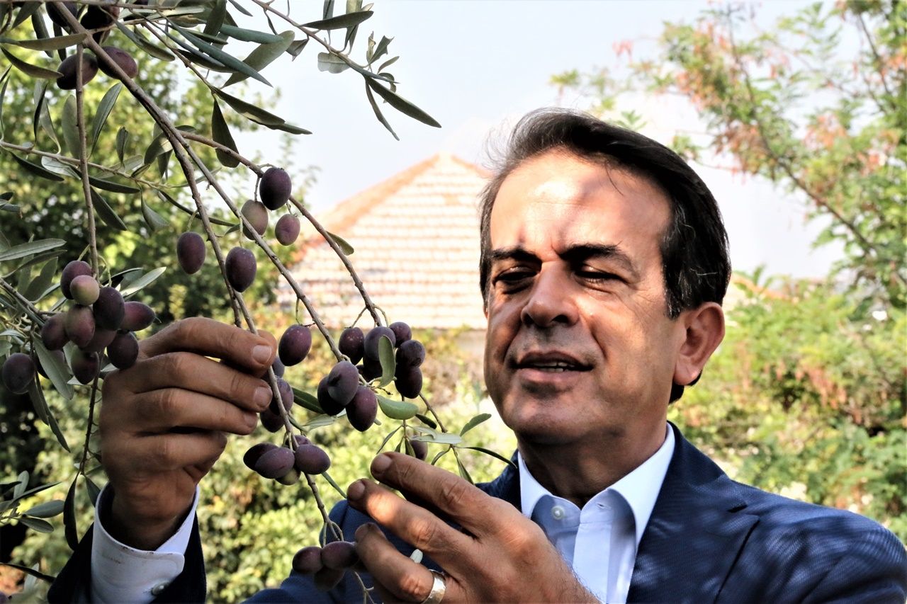 Çiftçiler bin 200 yıllık ağaçtan 35 kilo zeytin toplamayı hedefleniyor 2